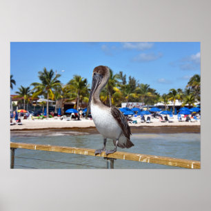 Póster Brown Pelican, Higgs Beach, Key West, Florida