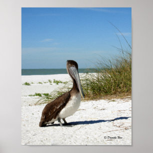 Póster Brown Pelican Poster