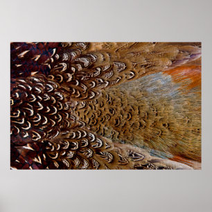 Póster Brown Pheasant Feather Design