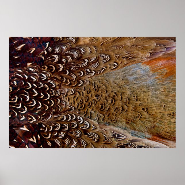 Póster Brown Pheasant Feather Design (Frente)