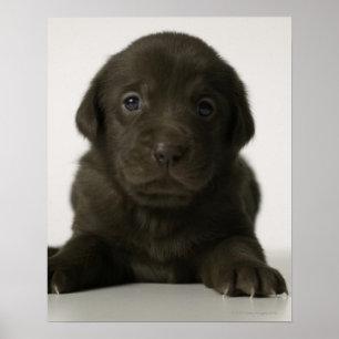 Póster Brown puppy, portrait, close-up