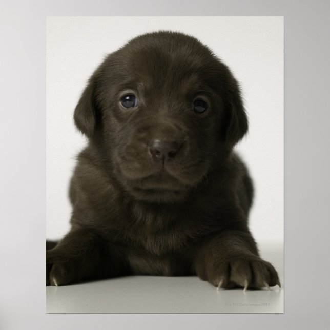 Póster Brown puppy, portrait, close-up (Frente)