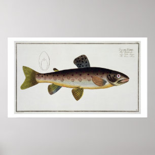 Póster Brown Trout (Salmo Iasustris) plate XXIII from 'Ic
