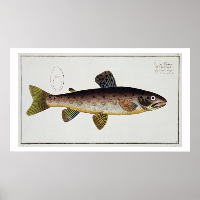 Póster Brown Trout (Salmo Iasustris) plate XXIII from 'Ic (Frente)