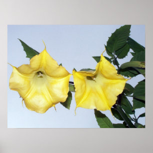 Póster Brugmansia amarillo - flor de la trompeta del