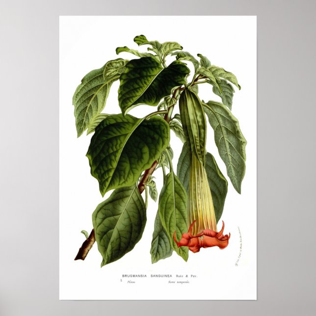 Póster Brugmansia sanguinea (trompeta de Angel) (Frente)