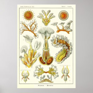 Póster Bryozoa de la placa 23