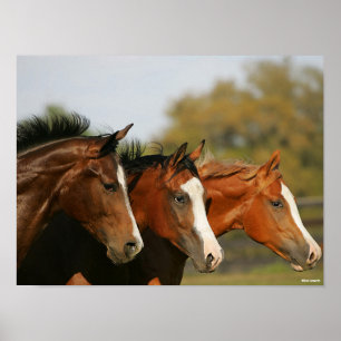 Póster BT3 Quarter Horses Corriendo Focos