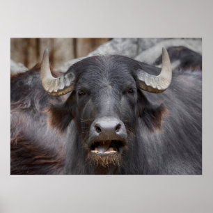 Póster Bubalus bubalis