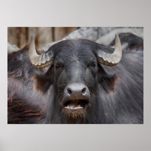 Póster Bubalus bubalis (Frente)