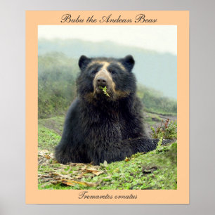 Póster Bubu el oso andino en Yanahurco, Ecuador
