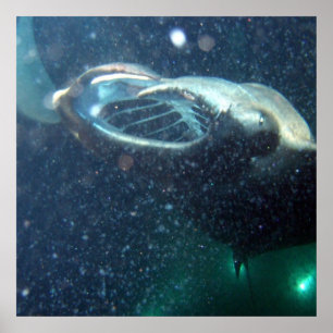 Póster Bucea con las mantarrayas - La Gran Isla