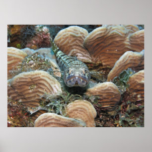 Póster Buceador de arena en el coral
