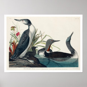 Póster Buceador de tracción roja de Audubon Poster