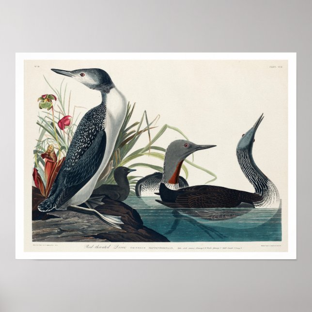 Póster Buceador de tracción roja de Audubon Poster (Frente)