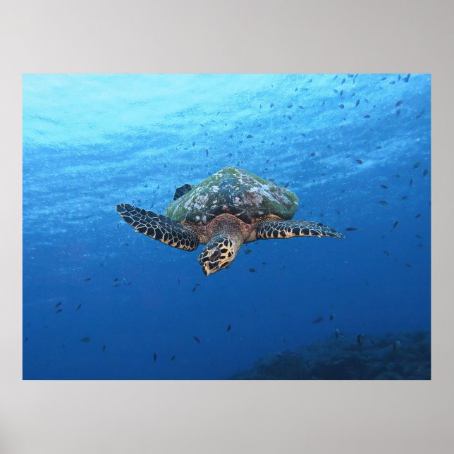 Póster Buceo Hawksbill (Frente)