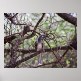 Póster Bucerótidos africanos en las ramas