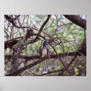 Póster Bucerótidos africanos en las ramas