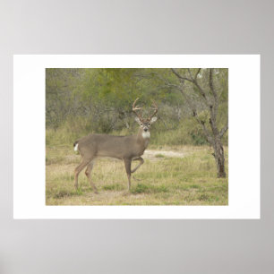 Póster Buck.