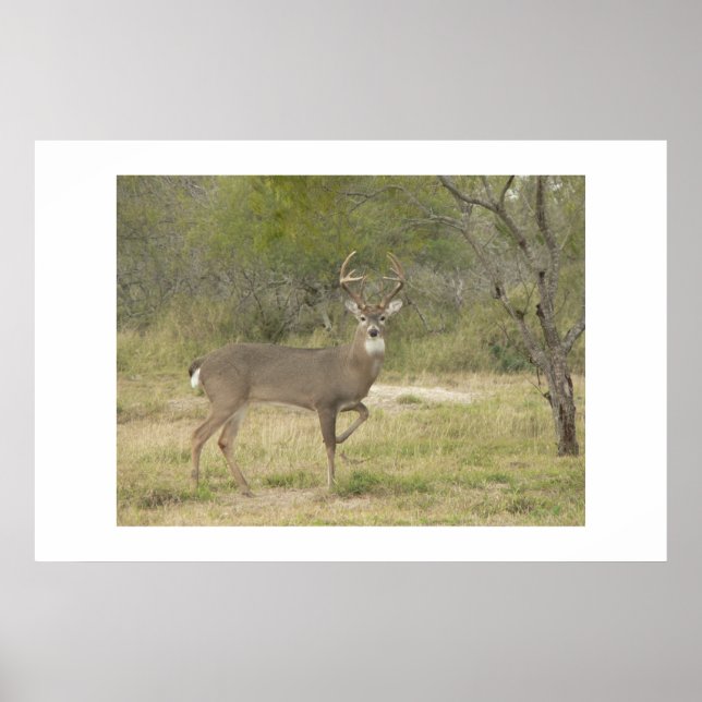 Póster Buck. (Frente)