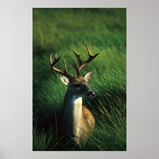 Póster Buck de cola blanca (Frente)