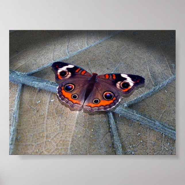 Póster Buckeye (Frente)