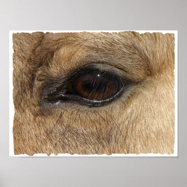 Póster Buckskin Eye (Frente)