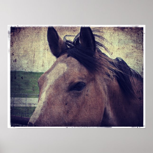 Póster Buckskin Horse (Frente)