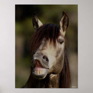 Póster Buckskin Lusitano Stallion Flehmen Headshot