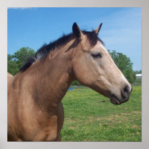 Póster Buckskin Mustang Poster
