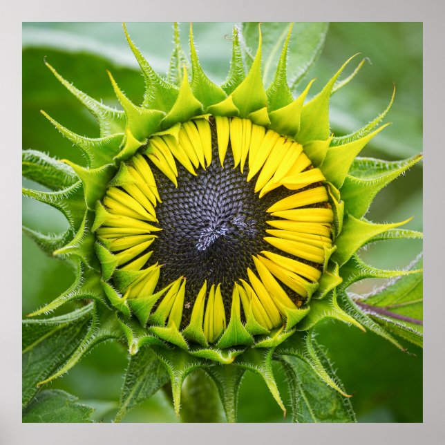 Póster Bud de girasol (Frente)