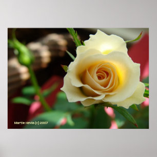 Póster Bud de rosa blanco