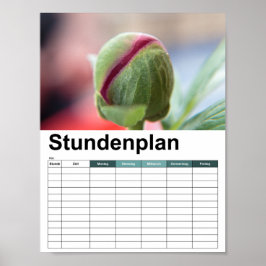 Póster Bud de un Peony/Pfingstrosen