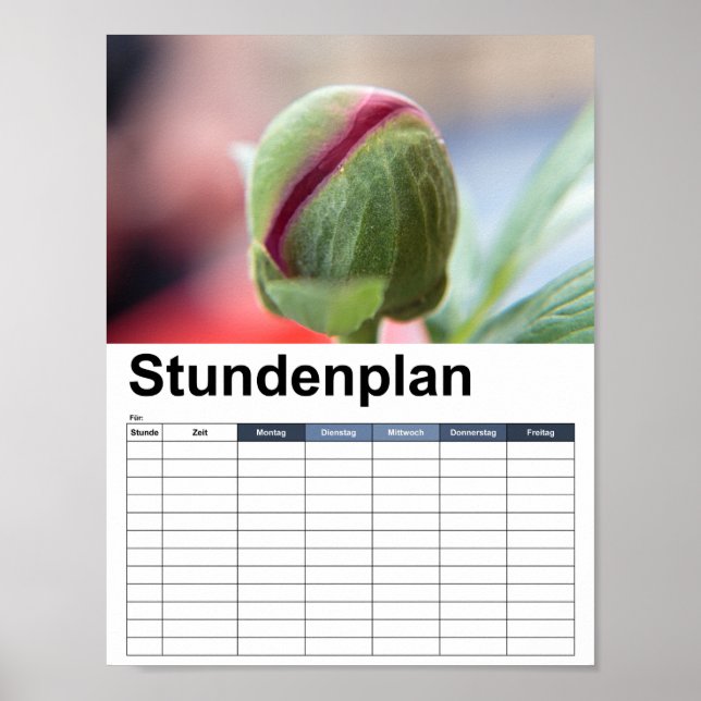 Póster Bud de un Peony/Pfingstrosen (Frente)