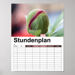Póster Bud de un Peony/Pfingstrosen