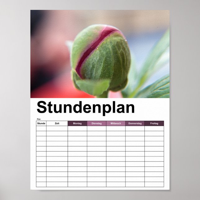 Póster Bud de un Peony/Pfingstrosen (Frente)