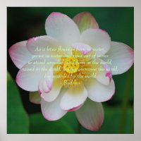 Buda cita la flor de Lotus