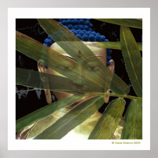 Póster Buddha Bamboo