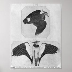 Póster Budgerigars, from the The Vallardi Album