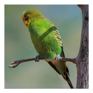 Póster Budgie_2015_0102