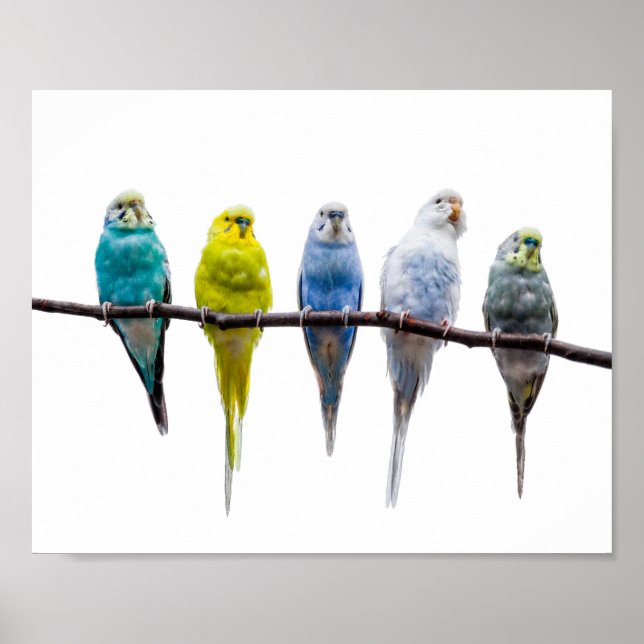 Póster Budgie Birds (Frente)
