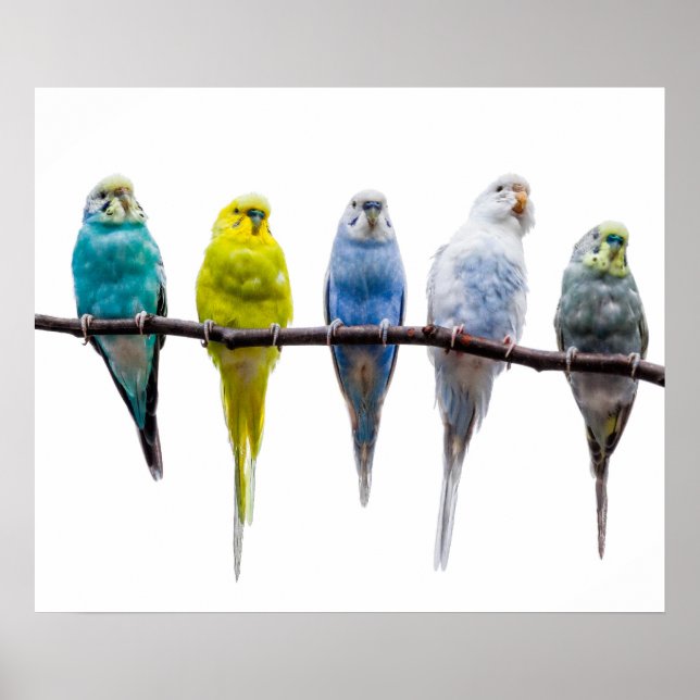 Póster Budgie Birds (Frente)