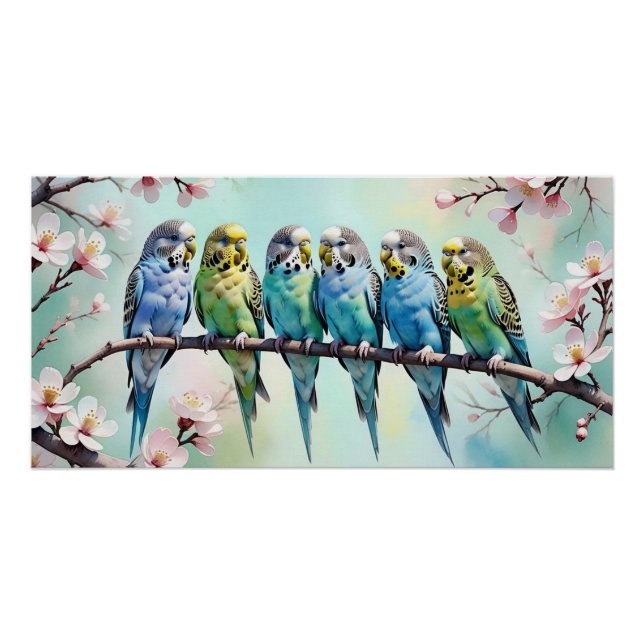 Póster Budgies (Anverso)