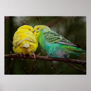 Póster Budgies adorable