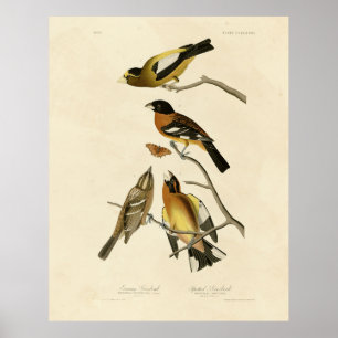 Póster Buenas noches, pájaros Grosbeak Audubon de América
