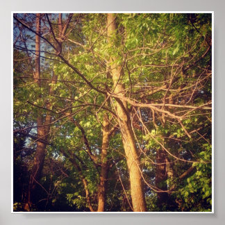 Póster Buenas tardes