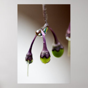 Póster Bueno Para El Último Poster De Drip