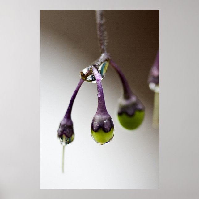 Póster Bueno Para El Último Poster De Drip (Frente)