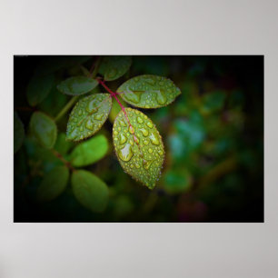 Póster Buenos días Dew,