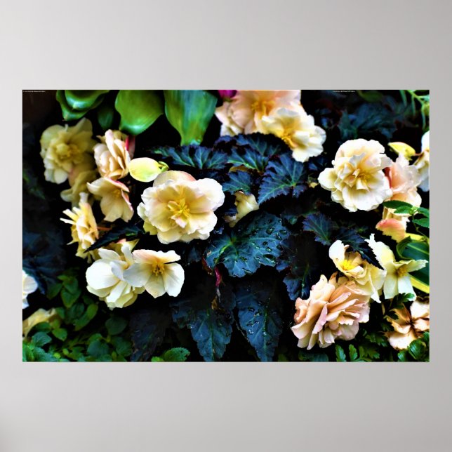 Póster Buenos días, Poster (Frente)